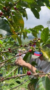 Tour Cafetero